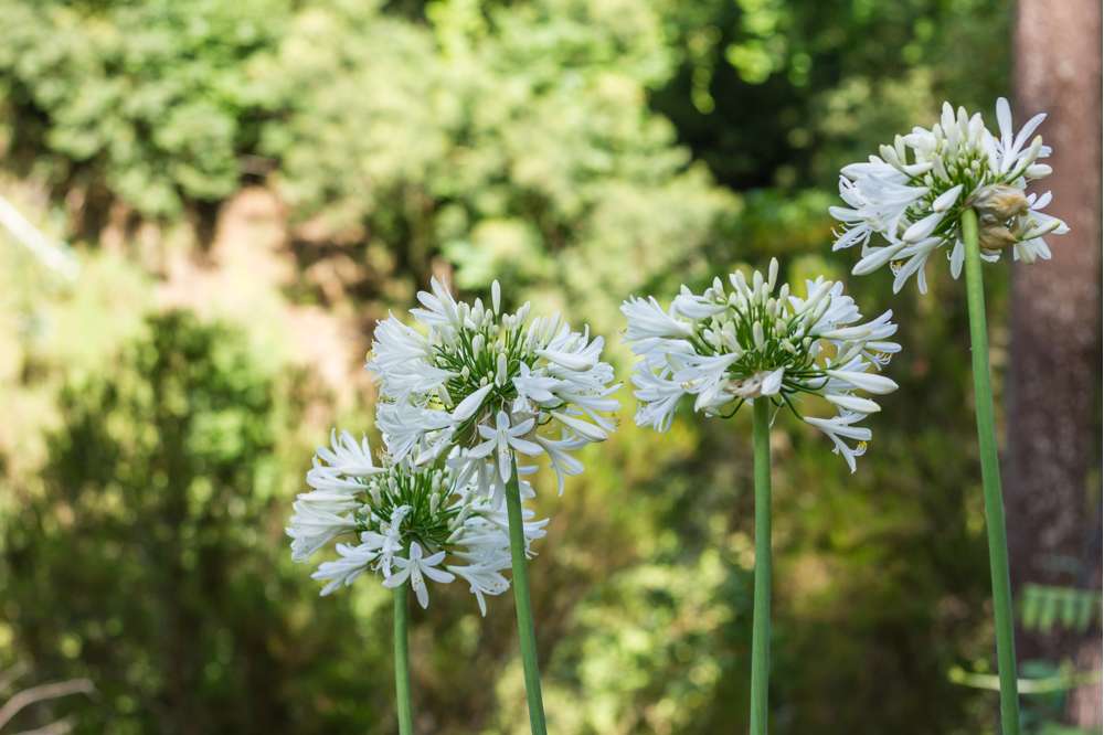 Skærmlilje 'Africanus Albus'
